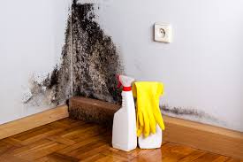 Environmental Consulting for Mold Prevention in Palm Valley, FL